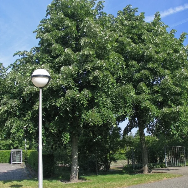 Tilia tomentosa 'Brabant' – lípa stříbrná 'Brabant'