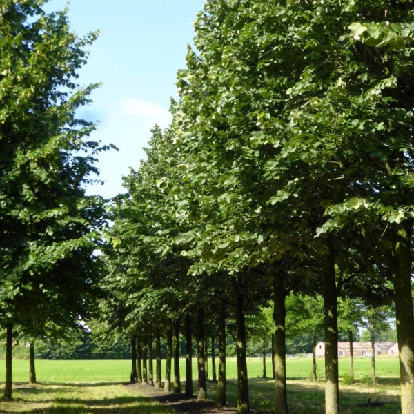 Tilia tomentosa 'Doornik' – lípa stříbrná 'Doornik'