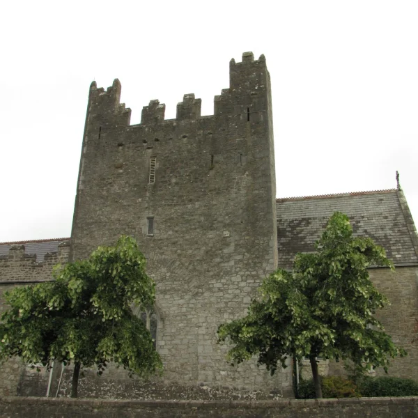 Tilia tomentosa 'Pendula' – lípa stříbrná 'Pendula'