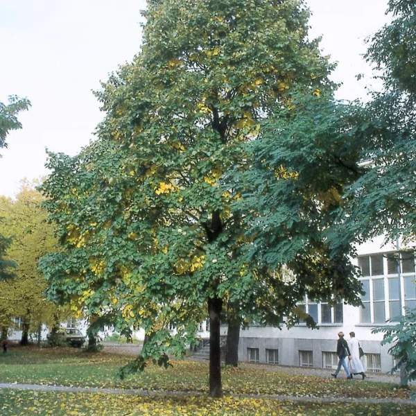 Tilia tomentosa 'Varsaviensis' – lípa stříbrná 'Varsaviensis'