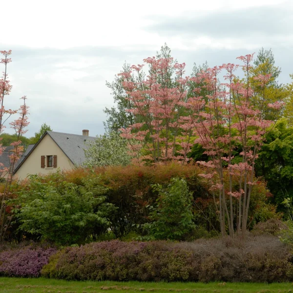 Toona sinensis 'Flamingo' – česnekovník čínský 'Flamingo'