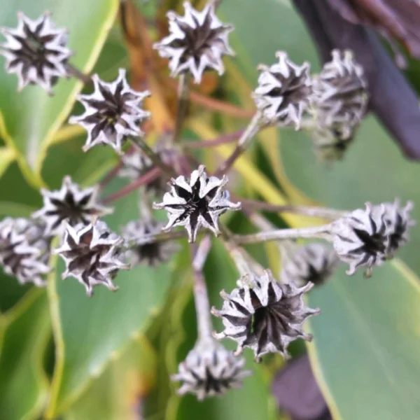 Trochodendron aralioides – kolostrom aralkovitý