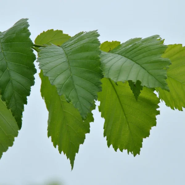 Ulmus americana 'Valley Forge' – jilm americký 'Valley Forge'
