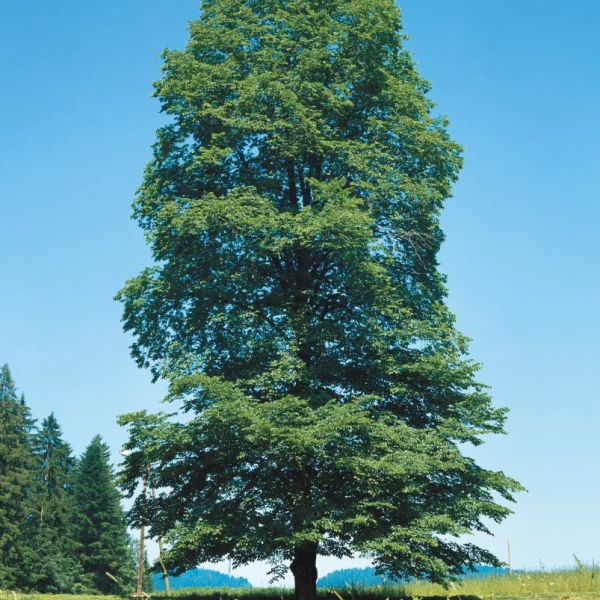 Ulmus glabra – jilm horský