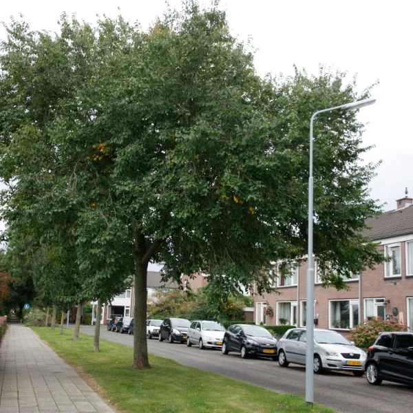 Ulmus ×hollandica 'Pioneer' – jilm holandský 'Pioneer'