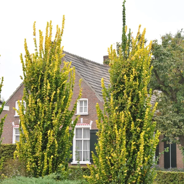 Ulmus ×hollandica 'Wredei' – jilm holandský 'Wredei'
