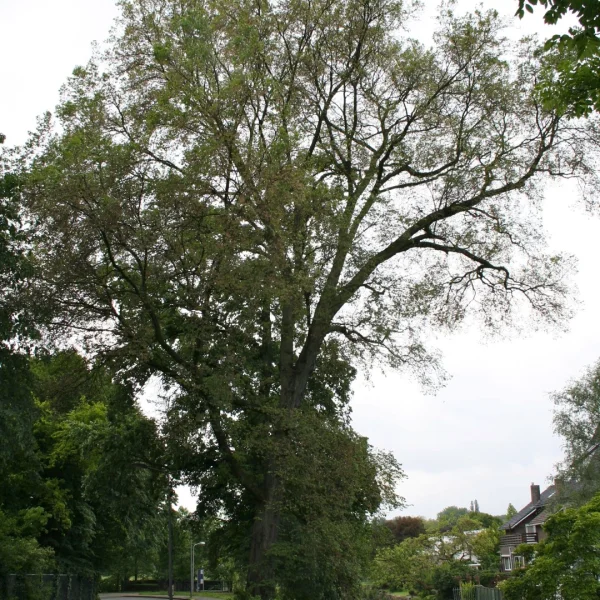 Ulmus laevis – jilm vaz