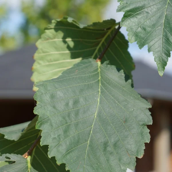 Ulmus laevis 'Helena' – jilm vaz 'Helena'