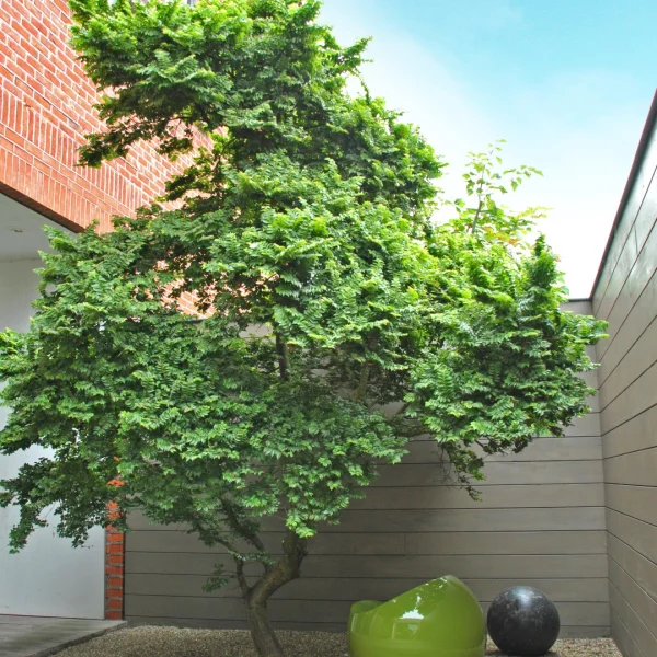 Ulmus minor 'Jacqueline Hillier' – jilm habrolistý 'Jacqueline Hillier'