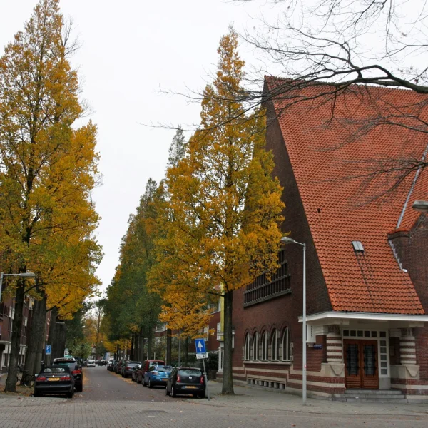 Ulmus minor 'Sarniensis' – jilm habrolistý 'Sarniensis'