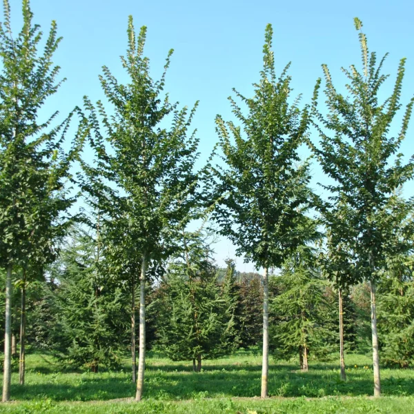 Ulmus LUTECE ('Nanguen') – jilm LUTECE ('Nanguen')