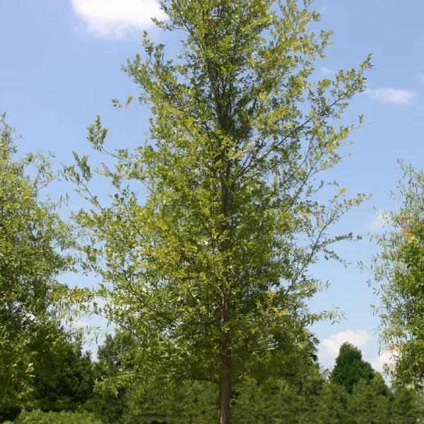Ulmus parvifolia BOSQUE ('UPMTF') – jilm čínský BOSQUE ('UPMTF')