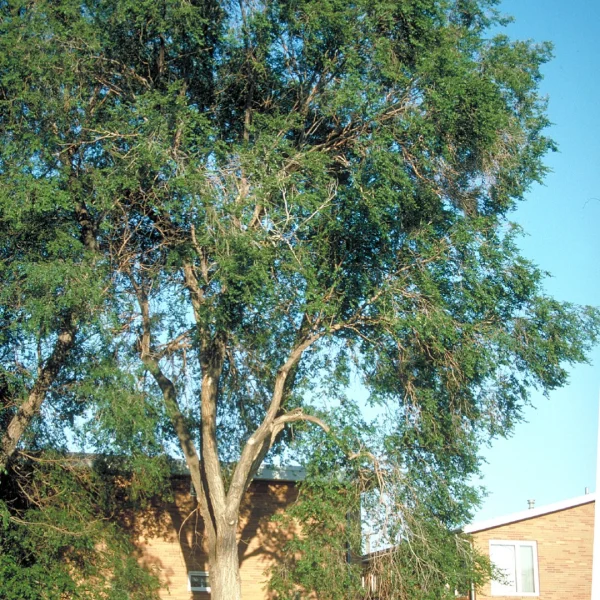 Ulmus pumila – jilm sibiřský