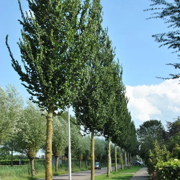 Ulmus 'Columella' – jilm 'Columella'
