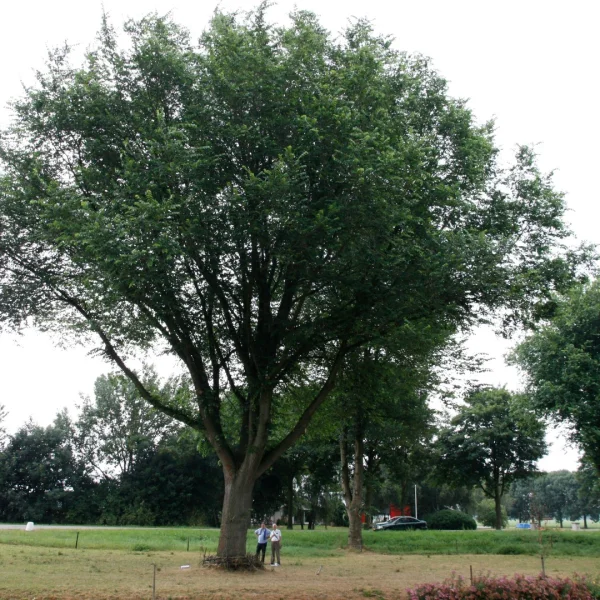 Ulmus 'Dodoens' – jilm 'Dodoens'