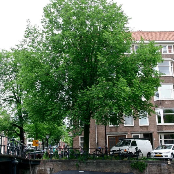 Ulmus 'Plantijn' – jilm 'Plantijn'