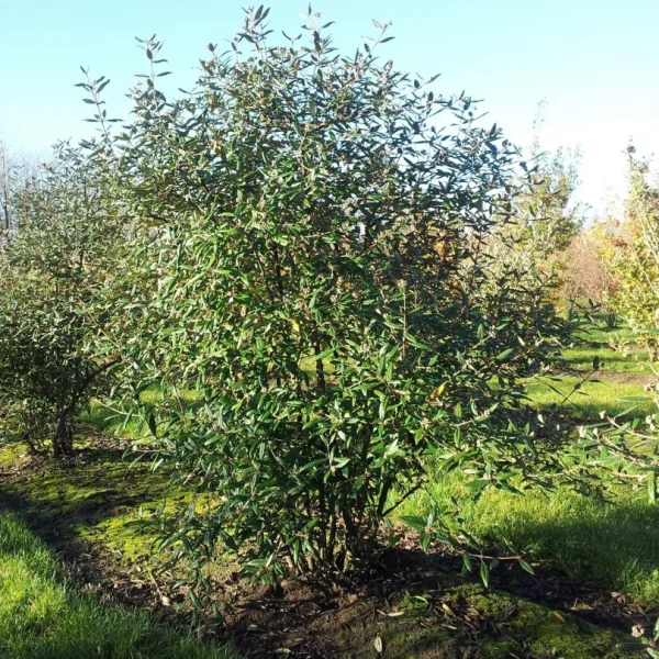 Viburnum burkwoodii – kalina Burkwoodova