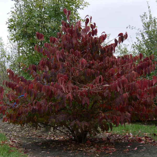 Viburnum plicatum 'Mariesii' – kalina japonská 'Mariesii'