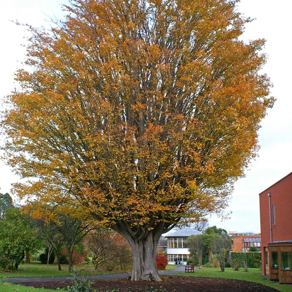 Zelkova carpinifolia – zelkova habrolistá