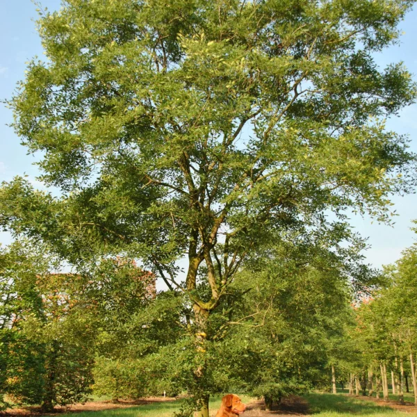 Zelkova carpinifolia 'Verschaffeltii'