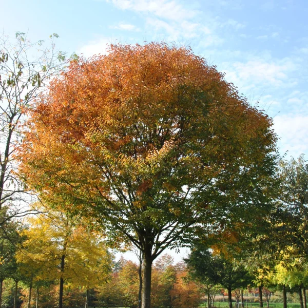 Zelkova serrata GREEN VASE ('Flekova') – zelkova pilovitá GREEN VASE ('Flekova')