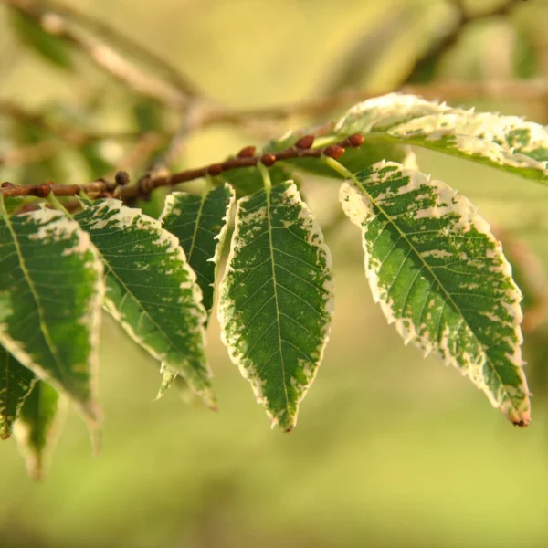 Zelkova serrata 'Variegata' – zelkova pilovitá 'Variegata'