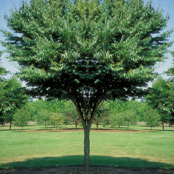 Zelkova serrata 'Village Green' – zelkova pilovitá 'Village Green'