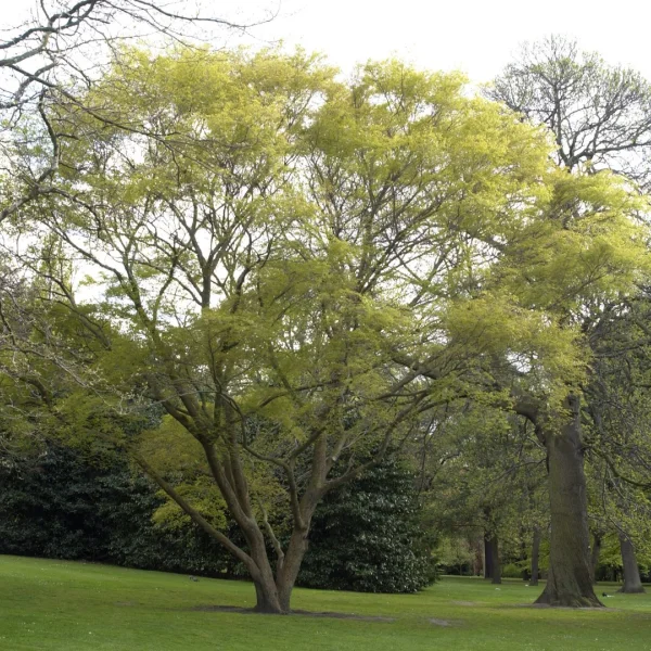 Zelkova sinica – zelkova čínská