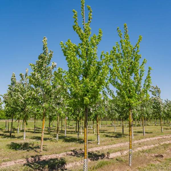 Acer campestre 'Baronne' &ndash; javor babyka 'Baronne'