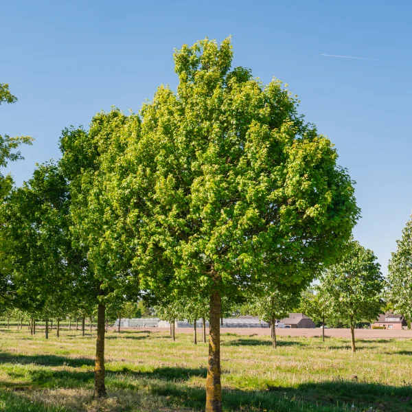 Acer campestre 'Eco Sentry' &ndash; javor babyka 'Eco Sentry'