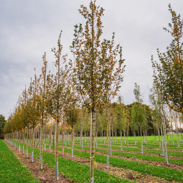 Acer campestre 'Huibers Elegant' &ndash; javor babyka 'Huibers Elegant'