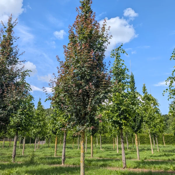 Acer campestre 'Red Shine' &ndash; javor babyka 'Red Shine'