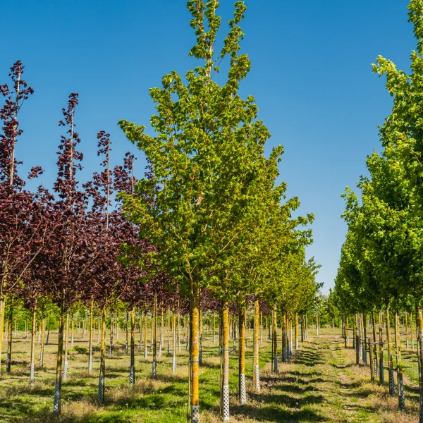 Acer cappadocicum 'Rubrum' &ndash; javor kapadocký 'Rubrum'