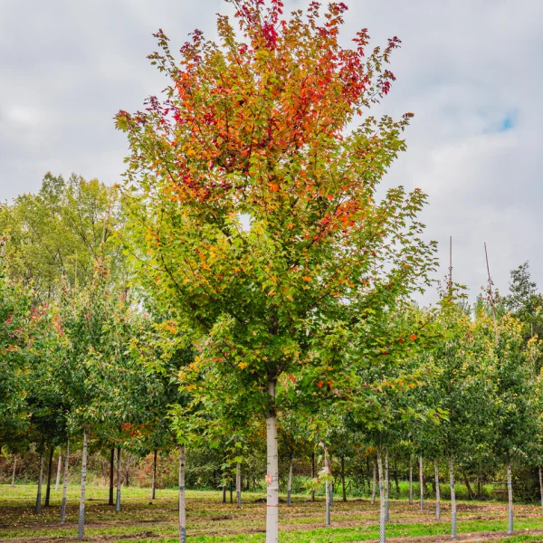 Acer ×freemanii AUTUMN BLAZE ('Jeffersred') &ndash; javor Freemanův AUTUMN BLAZE ('Jeffersred')