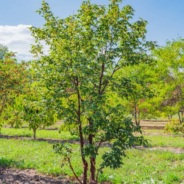 Acer griseum &ndash; javor šedý