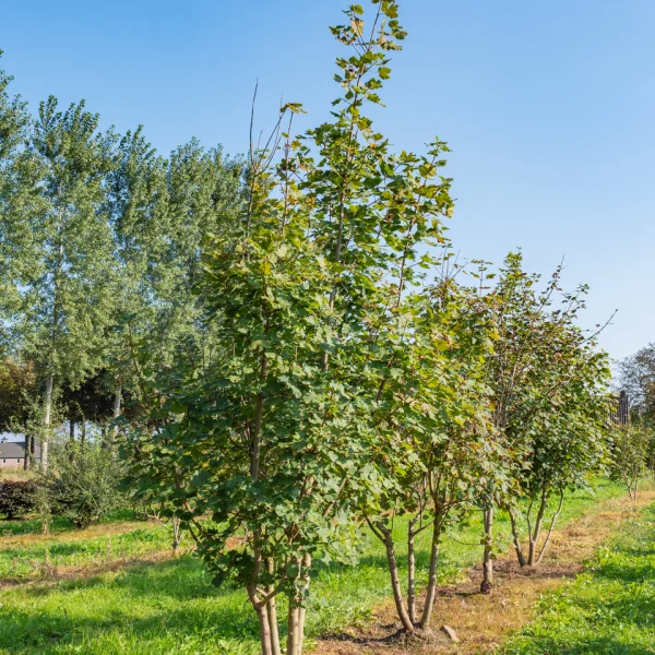Acer opalus &ndash; jilm 'Camperdownii'