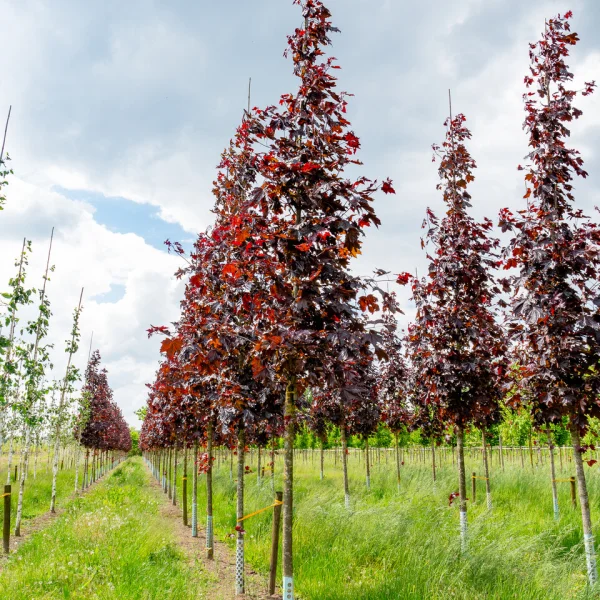 Acer platanoides 'Royal Red' &ndash; javor mléč 'Royal Red'