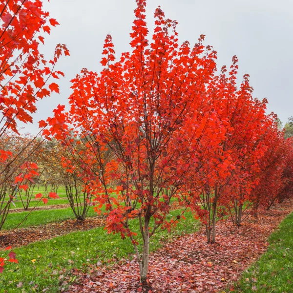 Acer rubrum 'Brandywine' – javor červený 'Brandywine'