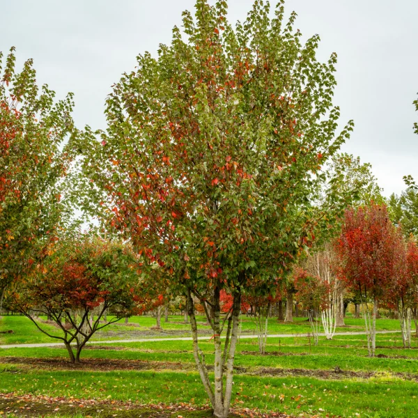 Acer rubrum RED SUNSET ('Franksred') &ndash; javor červený RED SUNSET ('Franksred')