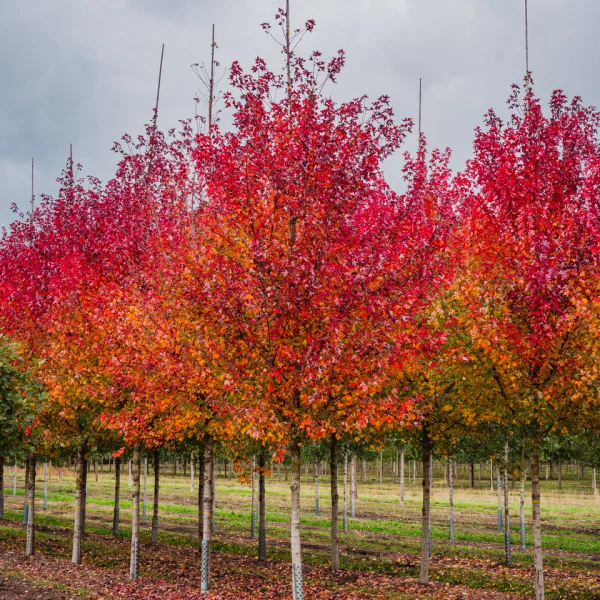 Acer rubrum REDPOINTE ('Frank Jr.')