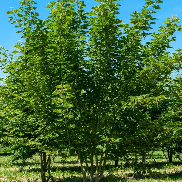 Acer rufinerve &ndash; javor rezavožilný