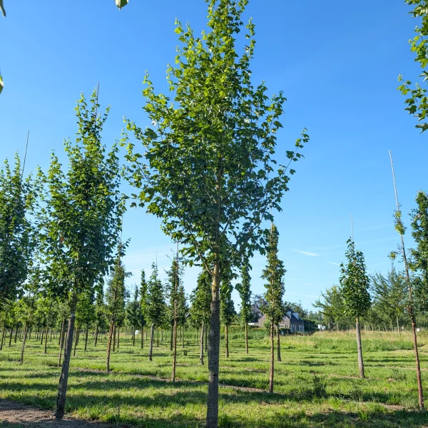 Acer saccharum BELLE TOWER ('Reba') &ndash; javor cukrový BELLE TOWER ('Reba')
