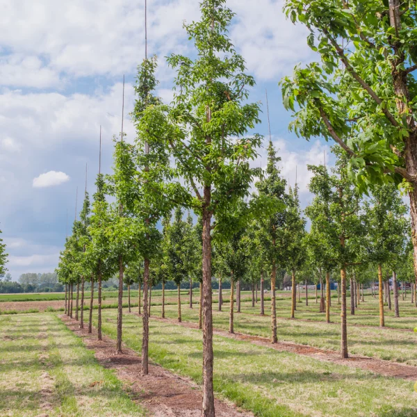 Acer triflorum &ndash; javor tříkvětý