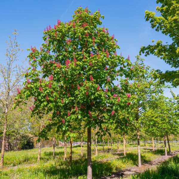 Aesculus ×carnea &ndash; jírovec pleťový