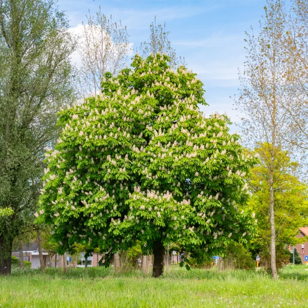 Aesculus hippocastanum &ndash; jírovec maďal