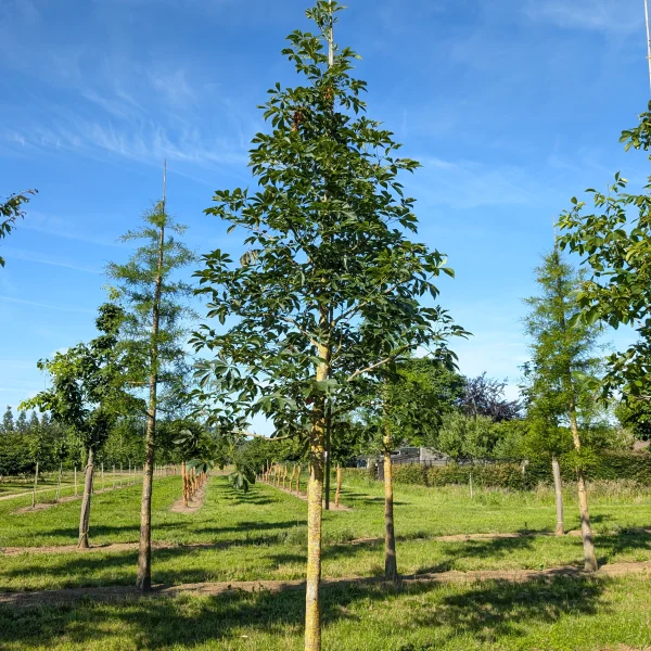 Aesculus 'Homestead' &ndash; jírovec 'Homestead'