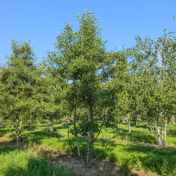Alnus glutinosa 'Laciniata' &ndash; olše lepkavá 'Laciniata'