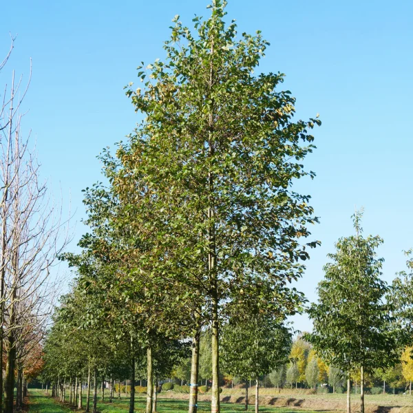 Alnus glutinosa &ndash; olše lepkavá