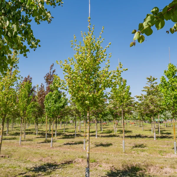 Alnus incana 'Aurea' &ndash; olše šedá 'Aurea'