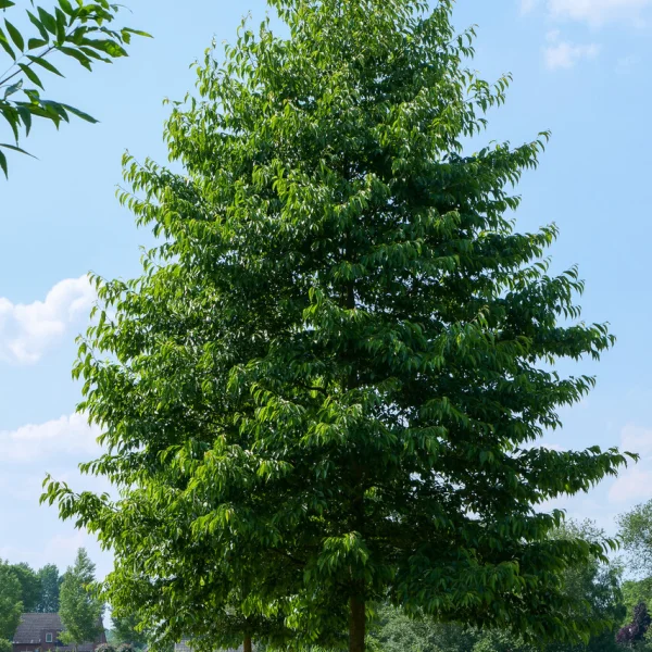 Alnus ×spaethii 'Spaeth' – olše Spaethova